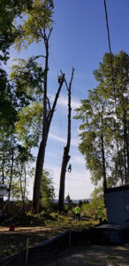 KENNY TREE INC. Tree Removal