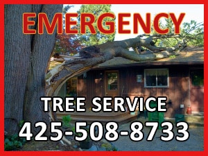 Emergency Tree Service Company