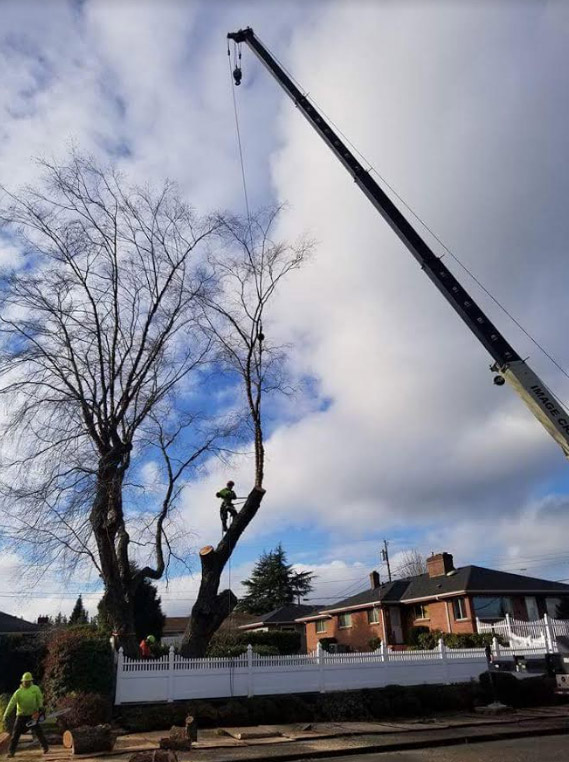 kenny tree_working 2