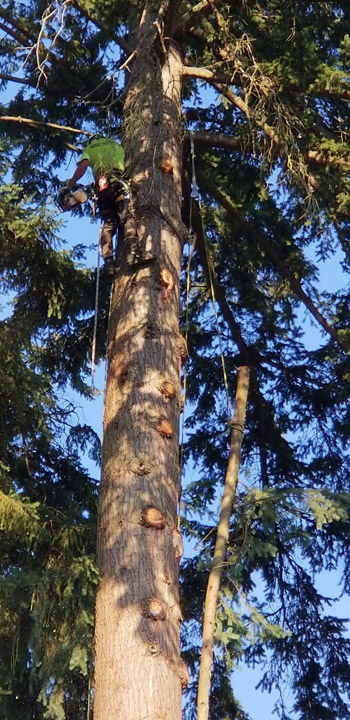 kenny tree_working 3