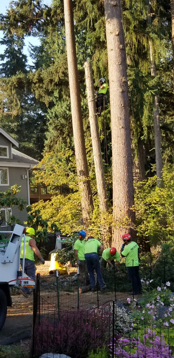 kenny tree_working 5