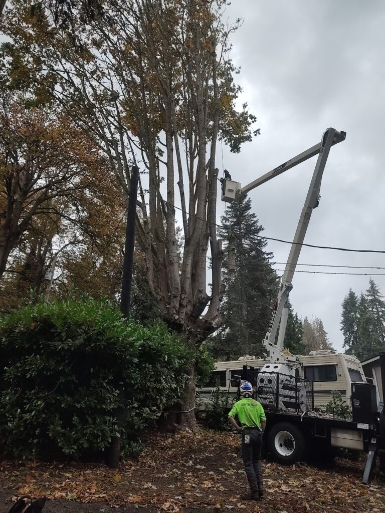 IMG_20241023_130642269_MP